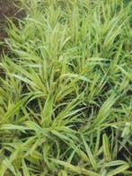 Hakonechloa macra  Japans berggras / bosgras   Aureola, Tuin en Terras, Planten | Tuinplanten, Ophalen of Verzenden, Herfst, Vaste plant