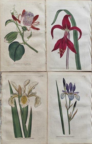 William Curtis (1746 /1799) - lot. of 8 sheets The