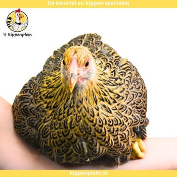 Tamme, Rustige Wyandotte Kriel te koop!, Meerdere dieren, Kip