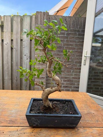 Liguster bonsai (Ligustrum) - Hoogte (boom): 40 cm - Diepte