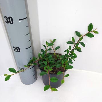 Cotoneaster dammeri Major | Dwergmispel | € 1,50, Ophalen, Struik