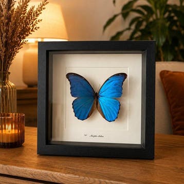 Vlinder Taxidermie volledige montage - Morpho didius - 25 cm