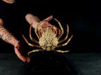 Grote krab Maya Taxidermie volledige montage - Maya crispata, Verzamelen, Nieuw