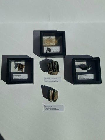 Mammoet / Paard / Bison / etc - Fossiele tand - FOSSIL