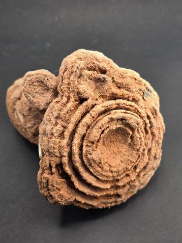 Fossiel fragment - stromatolite - 14 cm (Zonder, Verzamelen