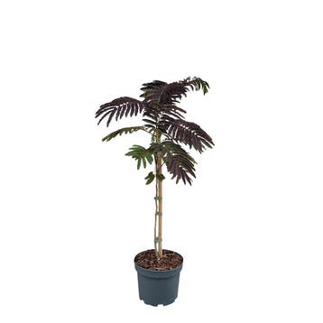 Rode Perzische slaapboom | Albizia Summer Chocolate, Tuin en Terras, Ophalen of Verzenden, Zomer, Vaste plant, Volle zon
