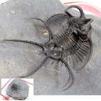 Doornige trilobiet - Fossiel rugschild - Ceratarges aries -