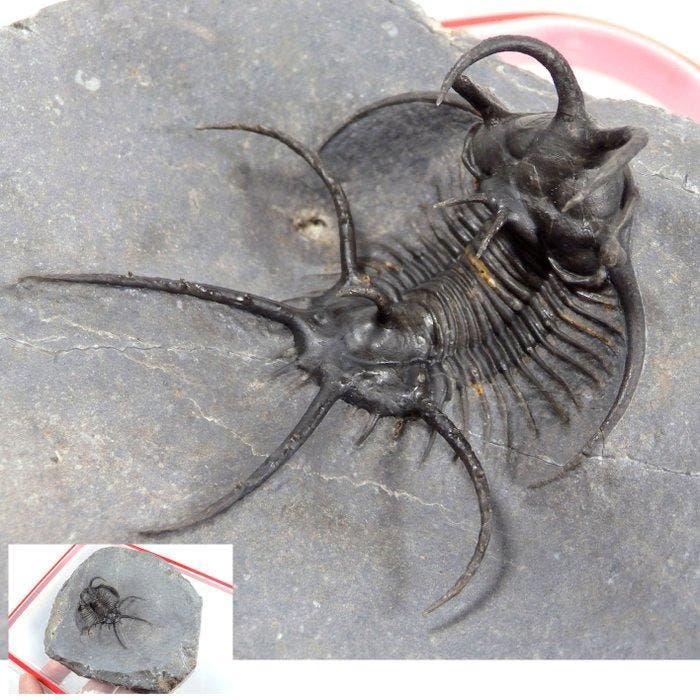 Doornige trilobiet - Fossiel rugschild - Ceratarges aries -, Verzamelen, Mineralen en Fossielen