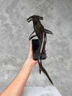 sculptuur, NO RESERVE PRICE - Bronze Hammerhead Shark on a
