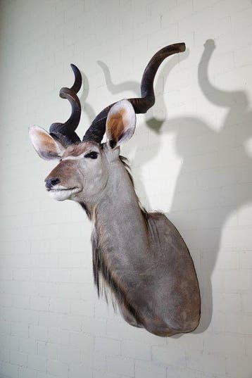 Greater Kudu Shoulder-mount - Schedel - Tragelaphus, Nieuw