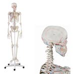 Anatomie model menselijk skelet met origo en insertie va..., Nieuw