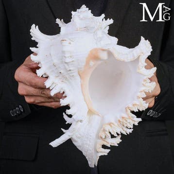 Murex chicoreus ramosus schelp Groot Meesterwerk van