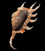 Adembenemende kleur en perfecte staat