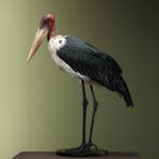 Afrikaanse Maraboe Taxidermie Opgezette Dieren By Max, Ophalen of Verzenden, Nieuw, Vogel, Opgezet dier