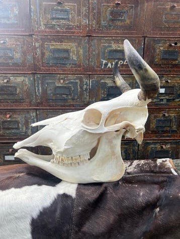 Koe Schedel van een zoogdier - Bos Taurus - 40 cm - 50 cm -, Nieuw
