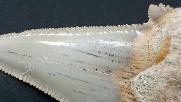 Haai - Fossiele tand - Otodus Sokolovi - 8.7 cm - 5.3 cm, Verzamelen