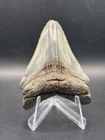 Megalodon - Fossiele tand - Otodus Megalodon - 6.45 cm -, Verzamelen