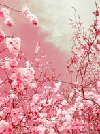 Viet Ha Tran - The colors of spring VII