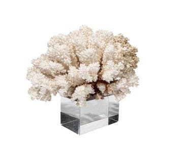 bloemkoraal ***Verzamelitem*** - Hoogte: 20 cm - Breedte: 19, Nieuw