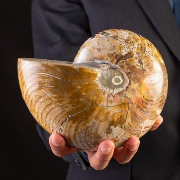 Grote opaalachtige fossiele Nautilus - Gefossiliseerde, Nieuw