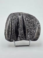 Orthoceras - Gefossiliseerd dier - 10 cm (Zonder