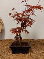 Japanese maple bonsai (Acer palmatum) - Hoogte (boom): 35 cm