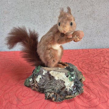 Rode eekhoorn Taxidermie wandmontage - Sciurus vulgaris -