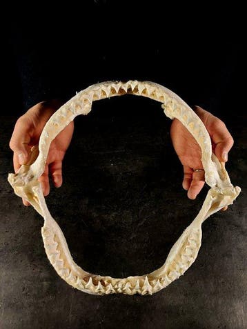 grote kaak van een bruine haai Taxidermie volledige montage, Verzamelen, Dierenverzamelingen, Nieuw