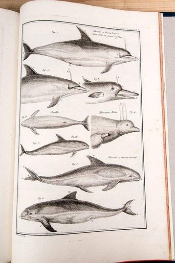 Duhamel du Monceau - Traité Général des Peches - 1772
