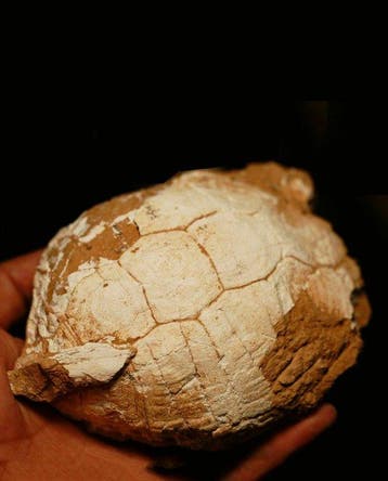 schild van een schildpad - Gefossiliseerd dier -