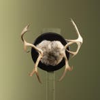 Rendier Gewei Taxidermie Opgezette Dieren By Max, Ophalen of Verzenden, Nieuw, Wild dier, Opgezet dier