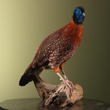 Temmincks Saterhoen Tragopaan, Ophalen of Verzenden, Nieuw, Vogel, Opgezet dier