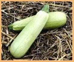 Courgette Lungo Bianco, Ophalen of Verzenden, Nieuw