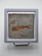 Vis - Gefossiliseerd dier - Lycoptera - 11 cm (Zonder
