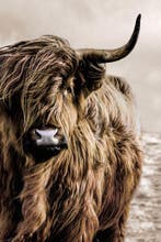 Glasschilderij Schotse Hooglander | 576, Ophalen of Verzenden, Nieuw