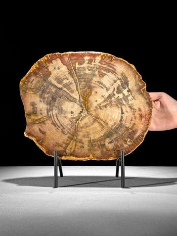 C- Prachtige grote rode schijf versteend hout op een op maat