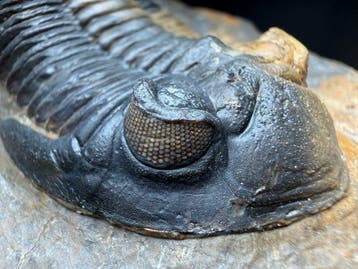 Trilobiet - Fossiel rugschild - Metacanthina issoumourensis