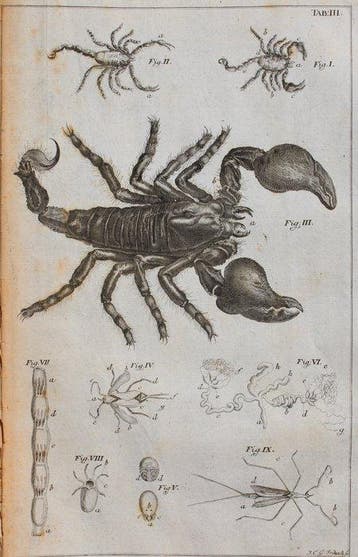 Johann Swammerdamm - Bibel der Natur, worinnen die Insekten