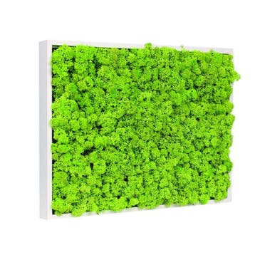 Vintlux Mosschilderij Rendiermos 30x40 cm Gebroken Wit, Nieuw