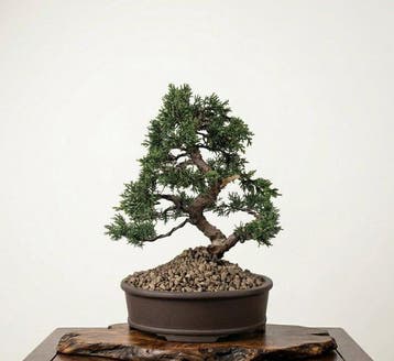 Bonsai van Jeneverbes Kishu - Hoogte (boom): 25 cm - Diepte