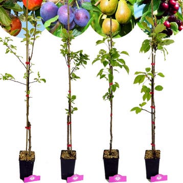 fruitbomen Appel Peer Kers Pruim + Pot 11cm 4, Verzenden, Volle zon