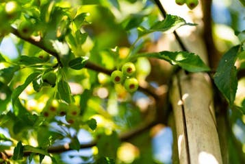Malus toringo meerstammig 200-250, Tuin en Terras