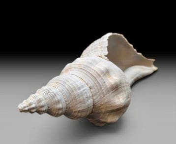 Gastropode - Gefossiliseerde schelp - Triplofusus acmaensis