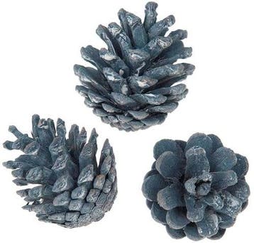 Oostenrijker dennenappel Pinus Nigra BLUE WASH 6 stuks, Ophalen of Verzenden, Nieuw