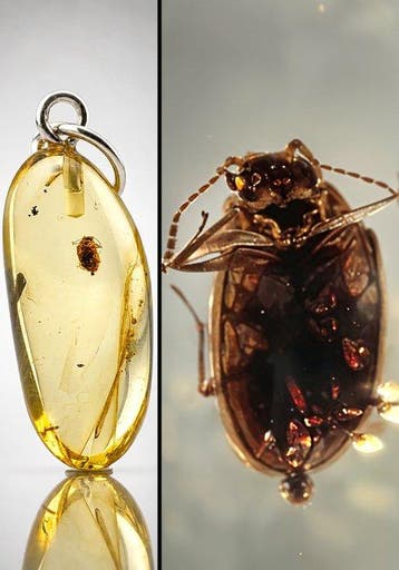 Echt Baltisch amber hanger – Oude bladkeverinclusie –