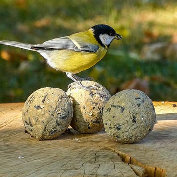 Premium kwaliteit vetbollen (Tip), Dieren en Toebehoren, Vogels | Toebehoren, Verzenden, Nieuw, Eten en Drinken