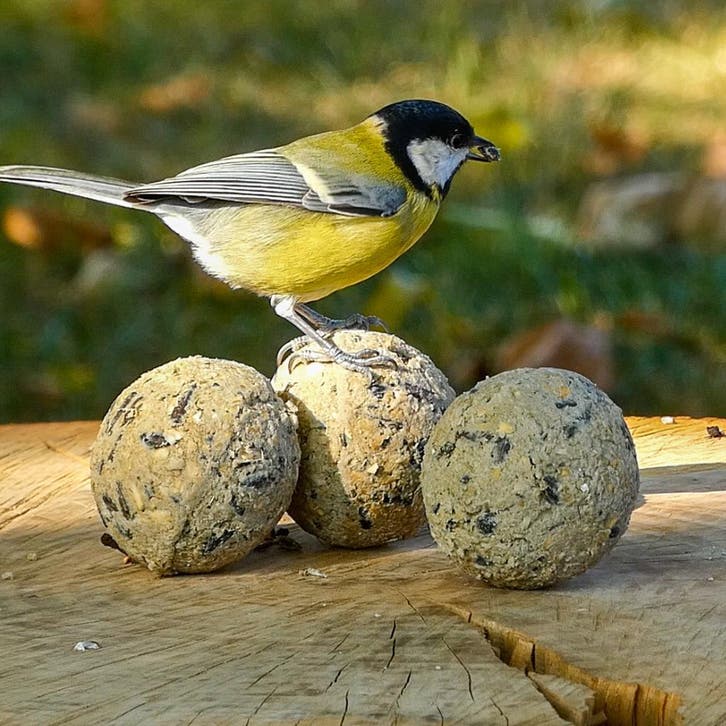 Premium kwaliteit vetbollen (Tip), Dieren en Toebehoren, Vogels | Toebehoren, Nieuw, Eten en Drinken, Verzenden