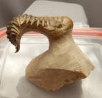 Trilobiet - Fossiel skelet - Crotalocephalus gibbus - 11 cm