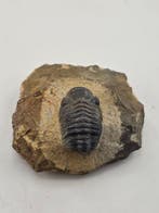 Trilobiet - Gefossiliseerd dier - Phacops - 6 cm (Zonder, Verzamelen