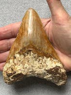Megalodon tand 12,8 cm - Fossiele tand - Carcharocles
